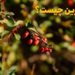 بربرین چیست؟