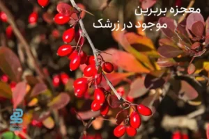 بربرین