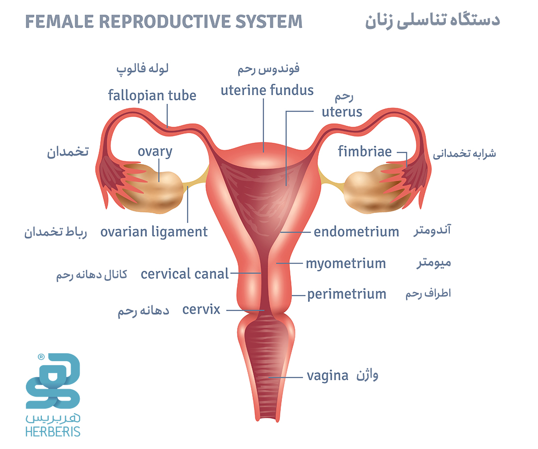 ساختار تناسلی زنان 