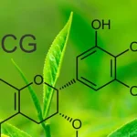 EGCG چیست؟ بررسی نقش کلیدی EGCG در درمان زگیل تناسلی